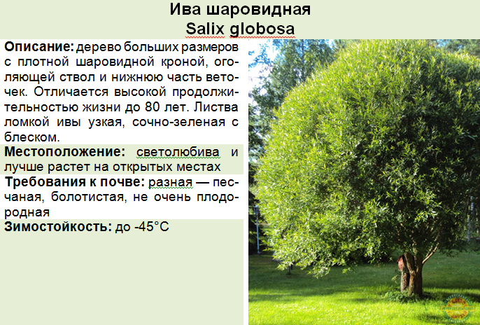Ива шаровидная: посадка и уход, фото