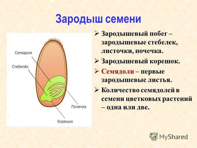 Семя