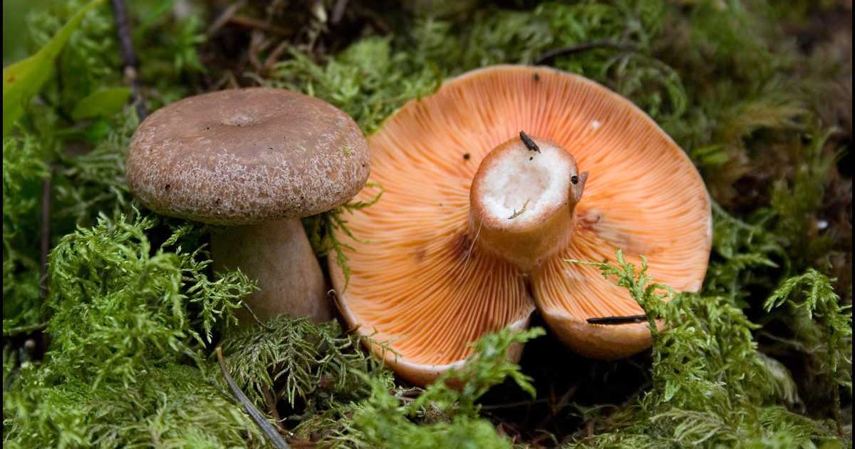Где растут рыжики: леса, места и время сбора