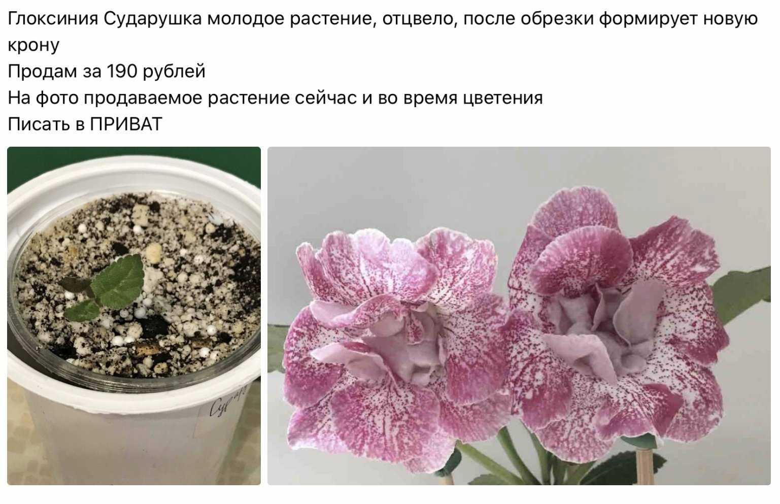 Все секреты выращивания глоксинии или синнингии в квартире: фото, сорта, мастер-класс