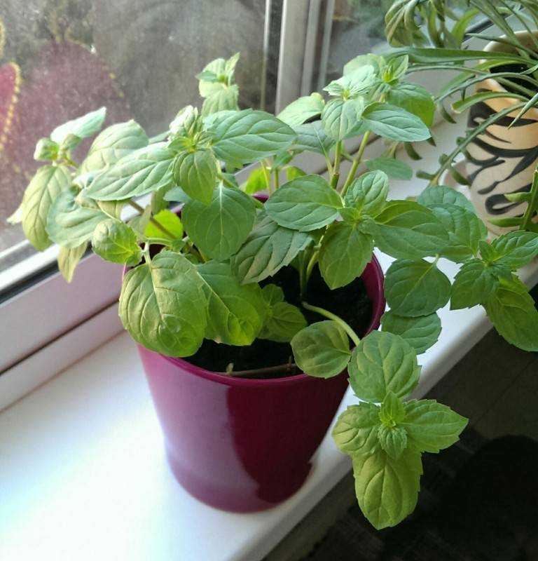 Травянистое многолетнее растение мята перечная Mentha piperita, либо мята английская, либо холодок, либо мята холодная, либо мята перцовая, является видом рода Мята, относящегося к семейству Яснотковые Губоцветные