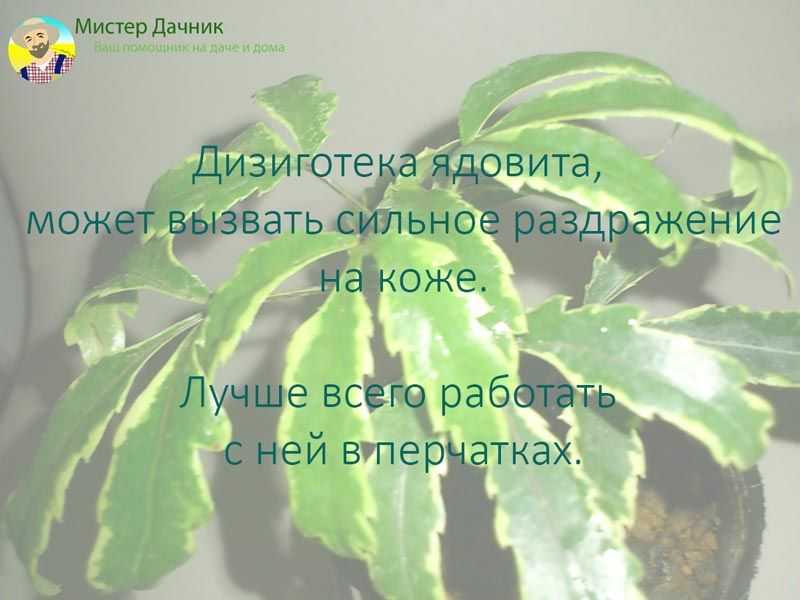 Дизиготека