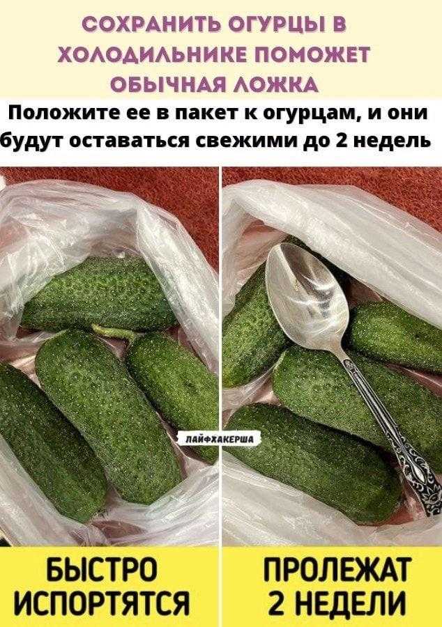 Хранение огурцов зимой: свежие и сочные вплоть до весны, как сохранять свечкой