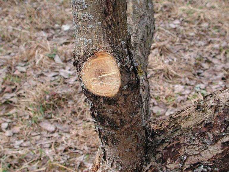 Чем обработать спилы на плодовых деревьях. замазываем раны и спилы у деревьев правильно