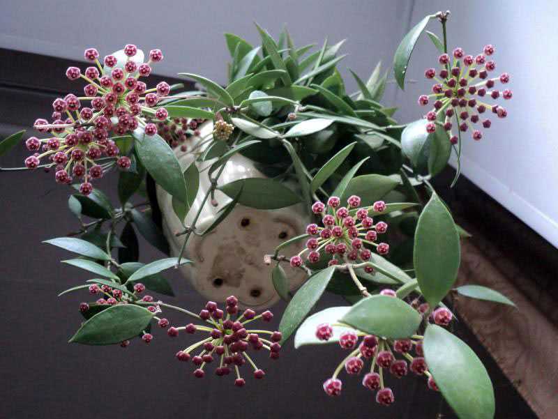 Хойя макрофилла (hoya macrophylla): описание видов альбомаргината, пот оф голд, сплеш, variegata и bai bur, а также способы выращивания и ухода за растениемдача эксперт