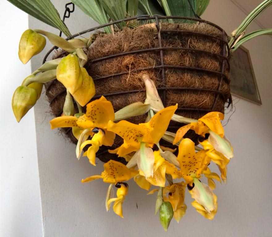 Орхидеи orchidaceae - классификация, описание, особенности выращивания и ухода в домашних условиях