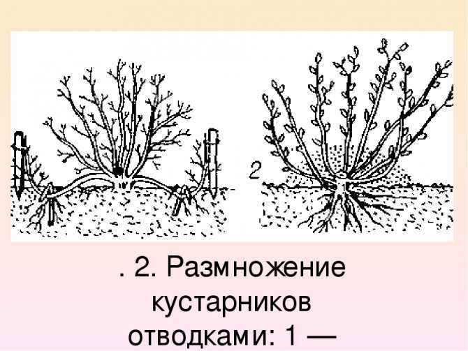Лещина: описание растения, посадка и уход