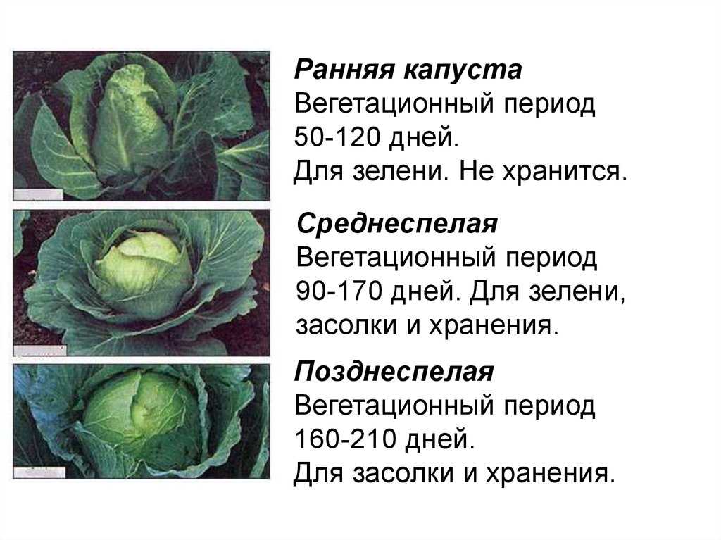 Кольраби — выращивание и уход в открытом грунте капустной репы