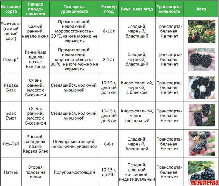 Бегония клубневая посадка и уход: посадка в домашних условиях, фото и видео