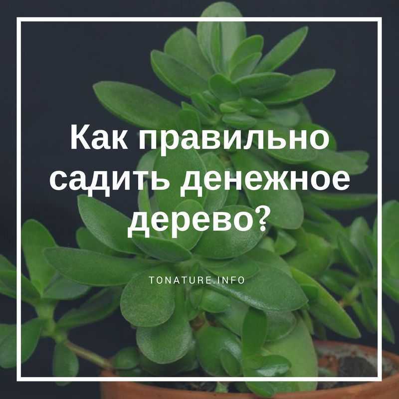 Правильное орошение денежного дерева – залог роста и цветения. как поливать, надо ли опрыскивать и иные советы