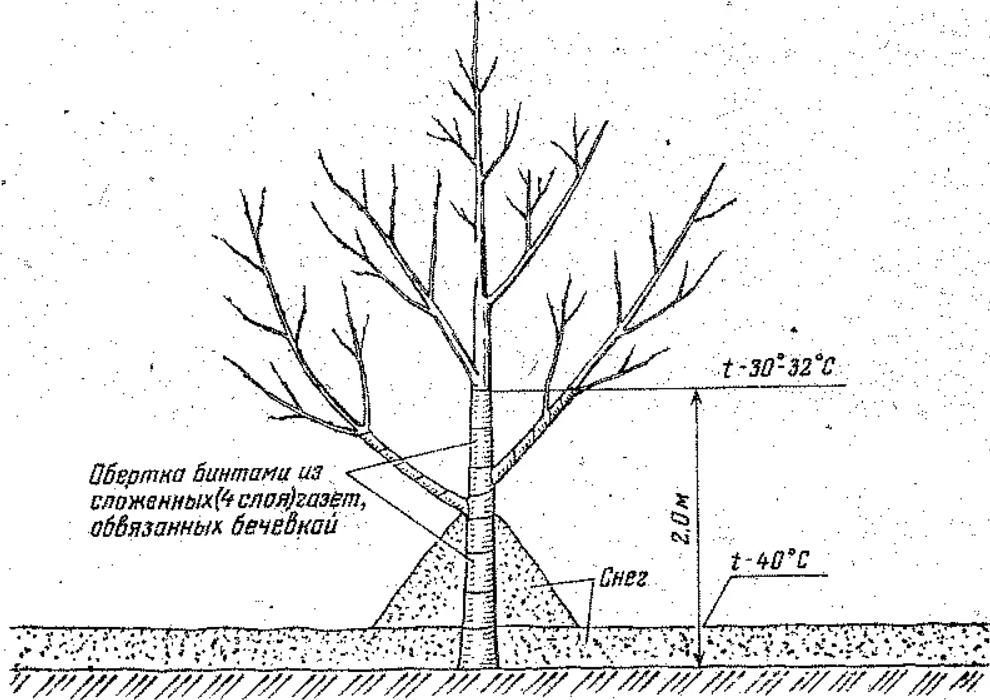 Колоновидные яблони зима. Схема посадки колоновидных яблонь. Схема посадки колоновидных деревьев. Укрытие молодых яблонь на зиму. Укрытие яблонь на зиму в Сибири.