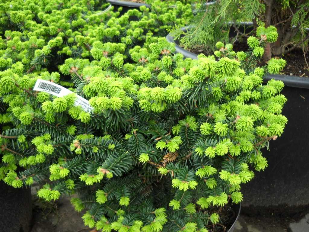 ✅ пихта бальзамическая нана (abies balsamea nana): фото и описание, посадка дерева и уход за ним, отзывы, использование в ландшафтном дизайне - tehnoyug.com