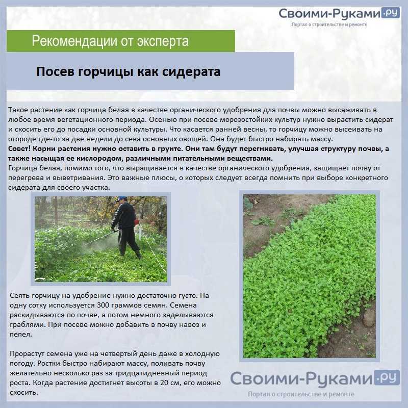Горчица белая
