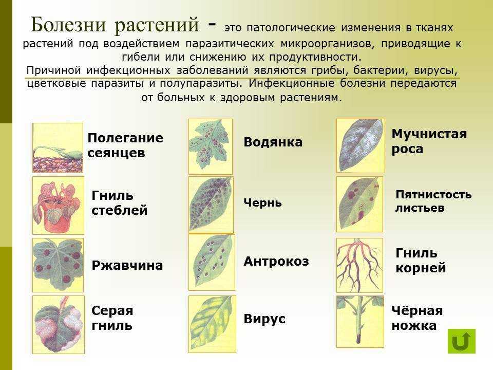 Самые распространенные болезни комнатных растений и борьба с ними