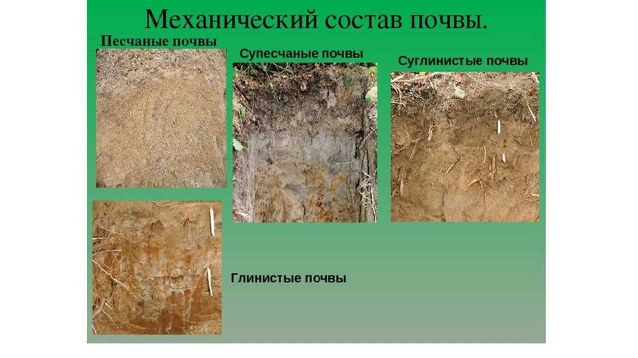 Портулак или дандур: советы по выращиванию в саду