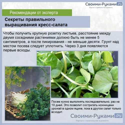 ᐉ клоповник посевной - полезные свойства, описание - roza-zanoza.ru