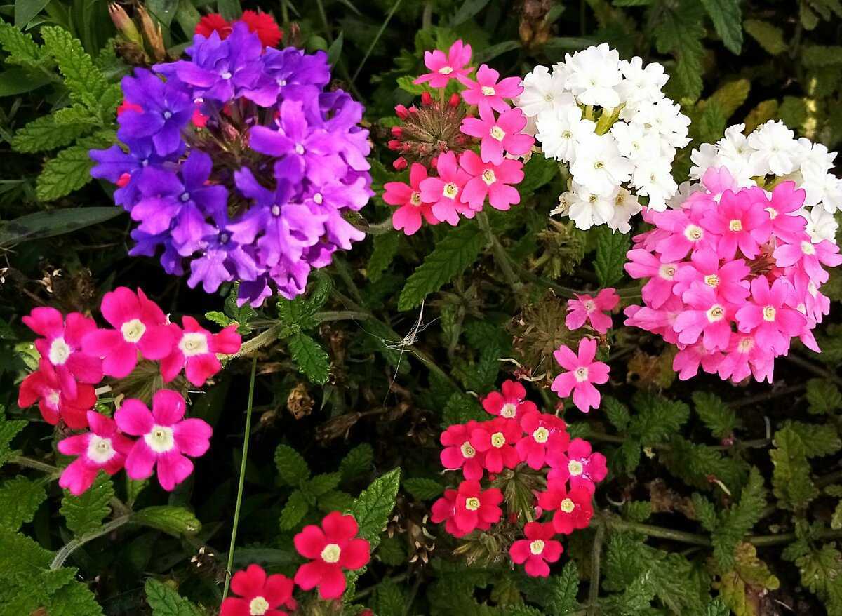 Вербена: посадка и уход, фото сортов | цветок в доме