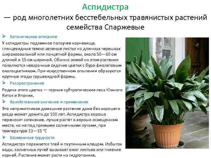Аспидистра: уход в домашних условиях, фото