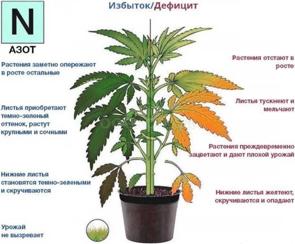 Герань желтеет, сохнет и вянет