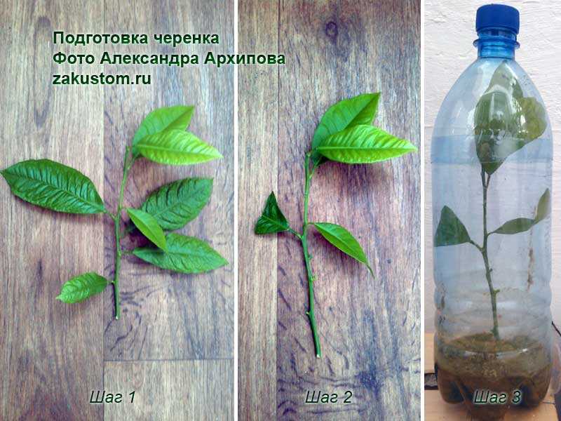 Черенкование лимона в домашних условиях: как размножить