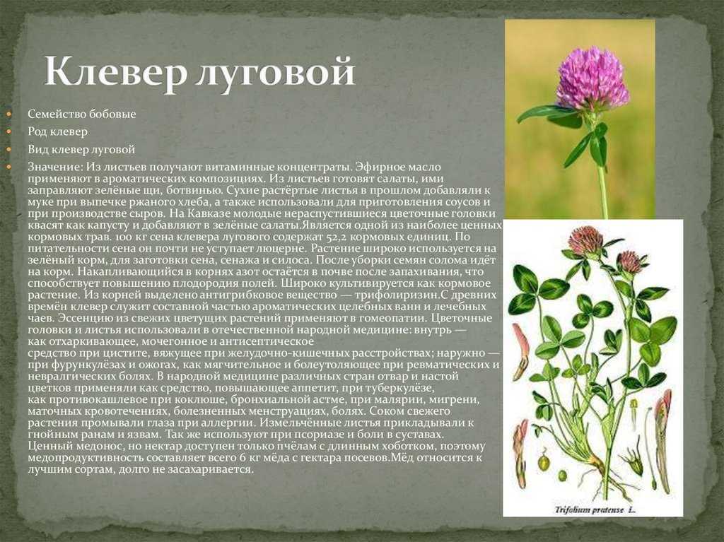 Крестовник: лекарственные свойства растения, применение