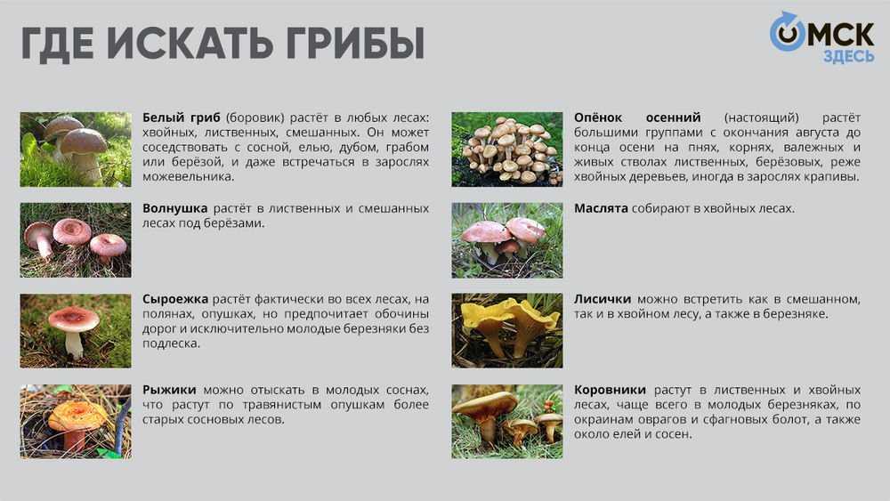 Грибы рядовки – огромная семья на любой размер и вкус - proufu.com