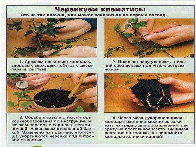 Как размножить клематис черенками, отводками, семенами, летом, весной