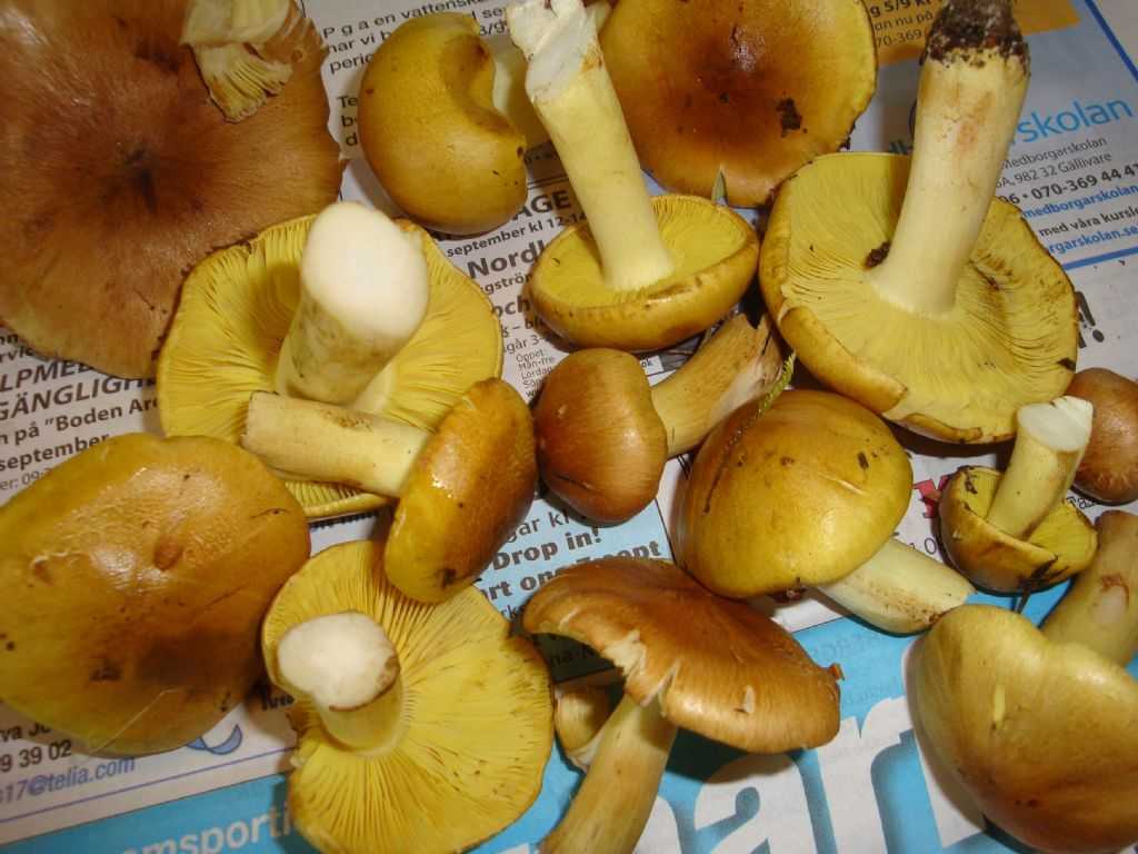 Грибы курочки маринованные рецепт приготовления на зиму. грибы курочки: способы приготовления и описание