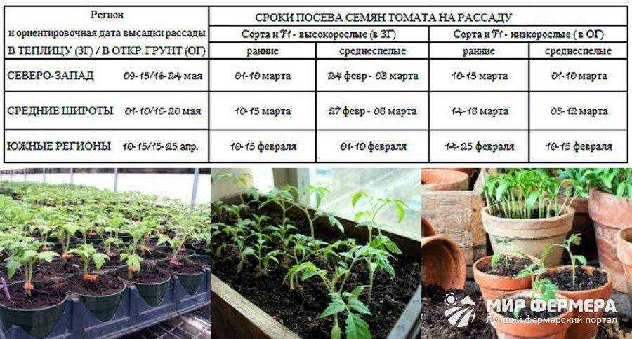 Роджерсия: сорта, размножение, посадка, уход