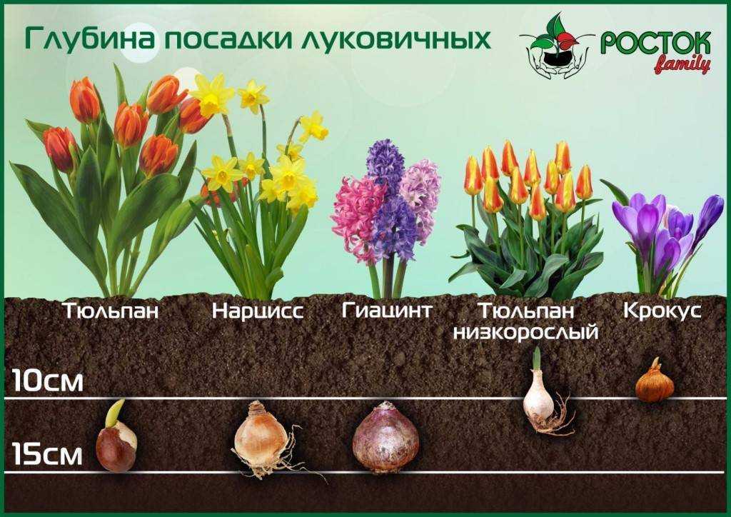 Как сажать тюльпаны в корзины для луковичных: хитрости и тонкости