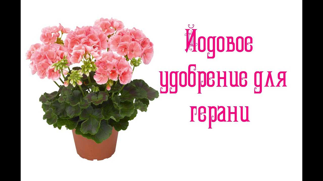 Все о том, чем подкормить герань?