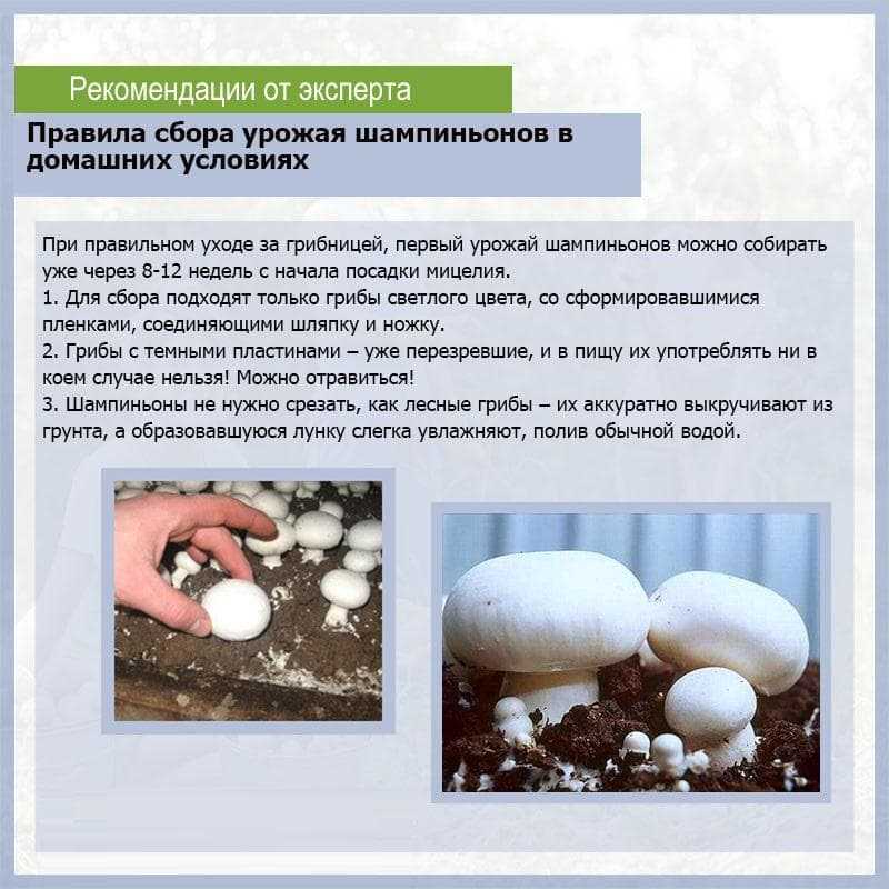 Условия и скорость роста белых грибов: где и как растут боровики