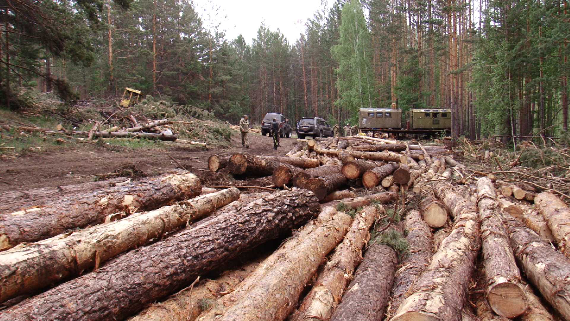 100 кубов леса от государства: закон
