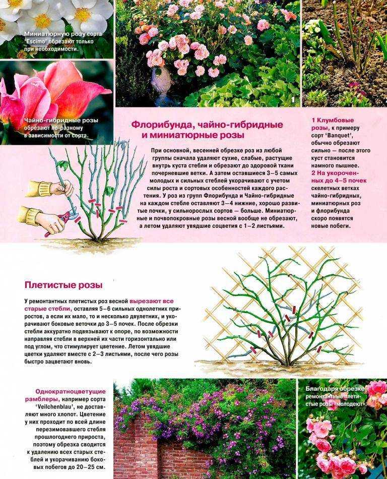 Роза блаш (blush)