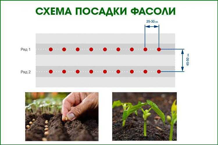 Горох посадка и уход в открытом грунте - огородные дела