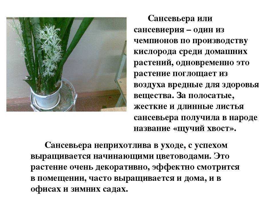 Сансевиерия — исключительно выносливое растение для украшения интерьера. уход в домашних условиях. фото — ботаничка
