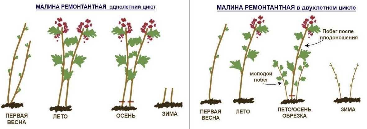 Ремонтантная малина: посадка осенью. как сажать и размножать ремонтантную малину осенью и укрыть на зиму | женский журнал tatros.info