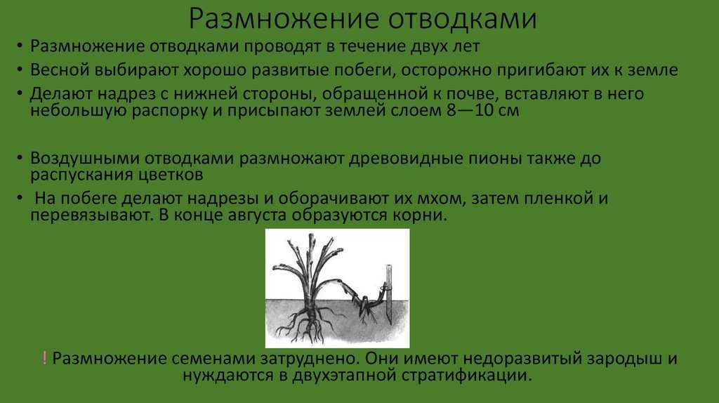 Кливия в домашних условиях: уход, посадка и размножение