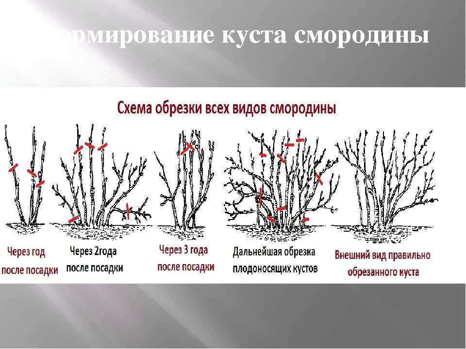 Айва японская: посадка и уход, описание сортов