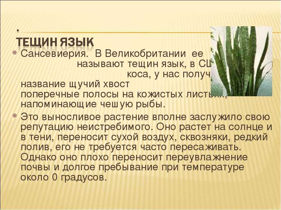 Сансевиерия хана — простит любые промахи ухода