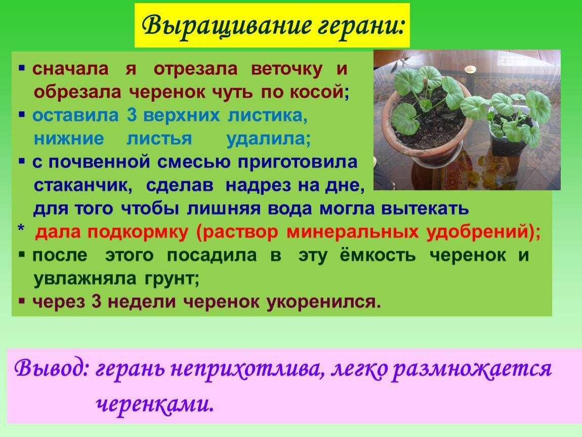 Как посадить пеларгонию черенками? какой грунт выбрать? мастер-класс с фото и видео