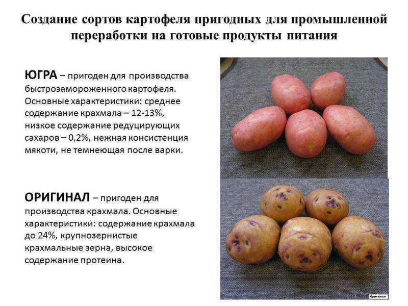 ✅ картофель василий — описание сорта, фото, отзывы, посадка и уход - cvetochki-penza.ru