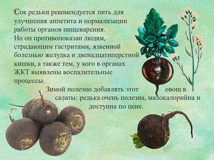 Полезные свойства зеленой редьки и возможный вред для организма человека