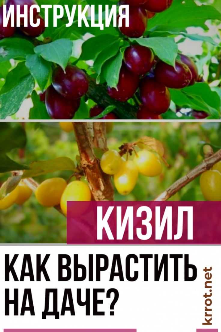Кизил: фото, посадка и уход, как растет дерево и выглядят ягоды