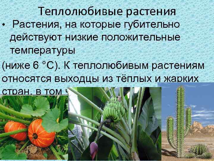 Теплолюбивые и холодостойкие растения – список, примеры кратко для доклада (3 класс, окружающий мир)