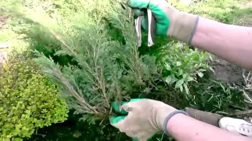 Секреты садоводства: посадка можжевельника осенью