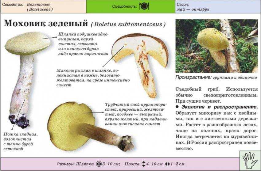 Все про польские грибы