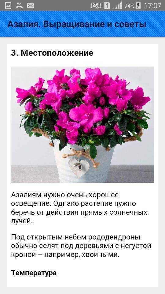 Азалия - уход в домашних условиях, фото, размножение, пересадка, виды