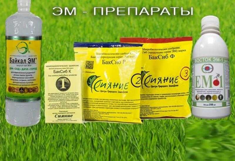 Как избавиться от одуванчиков и других сорняков раз и навсегда + виды и фото сорняков