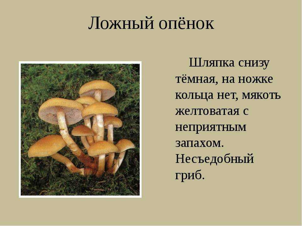 Бледная поганка и ее съедобные грибы-двойники